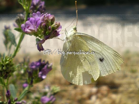 Pieris ergane